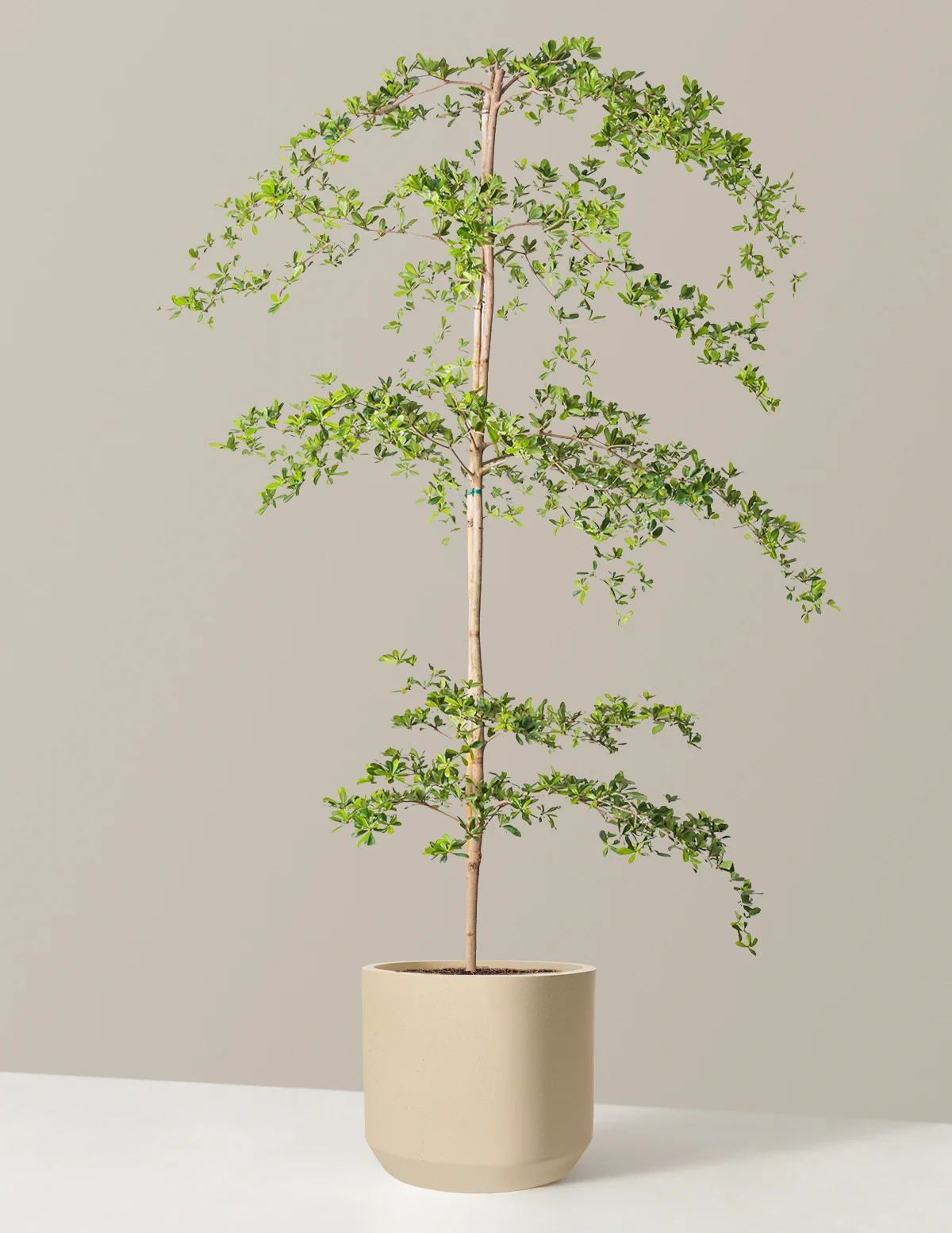 Product image 70