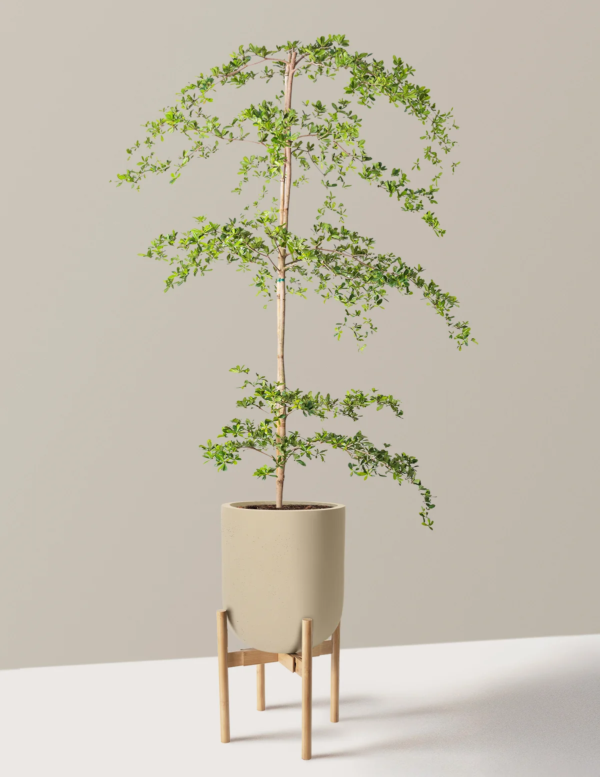 Product image 72