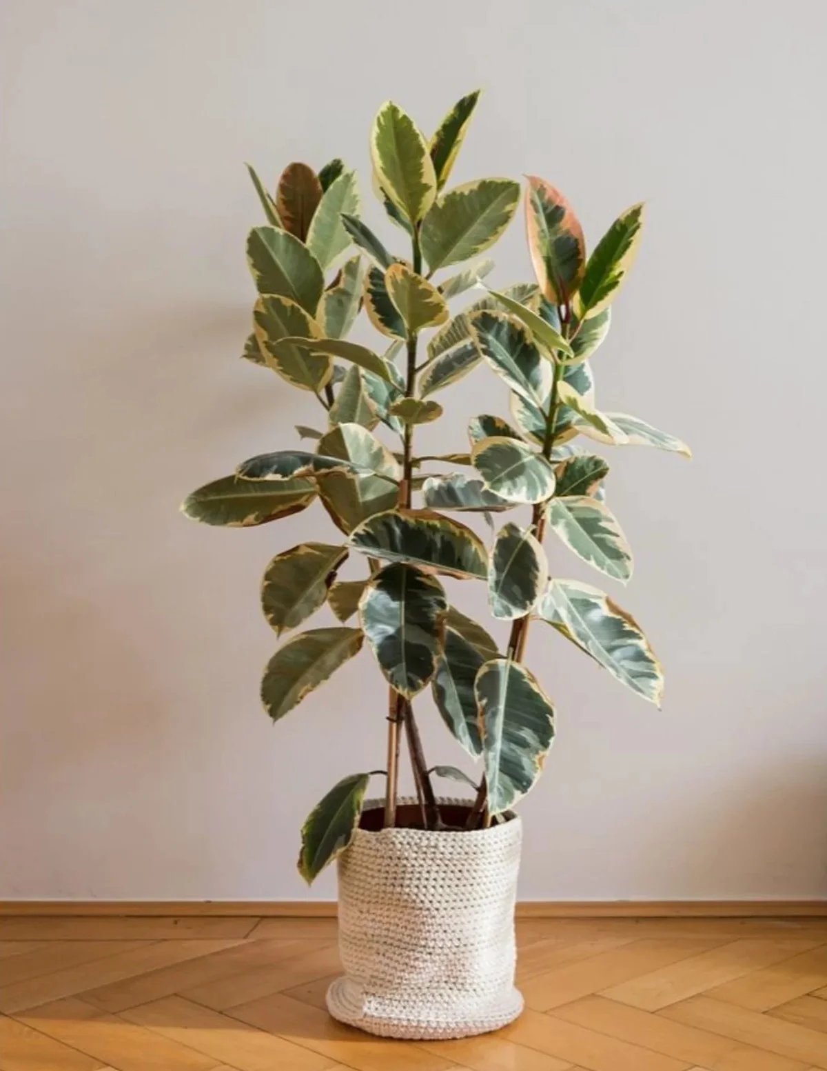Product image 54