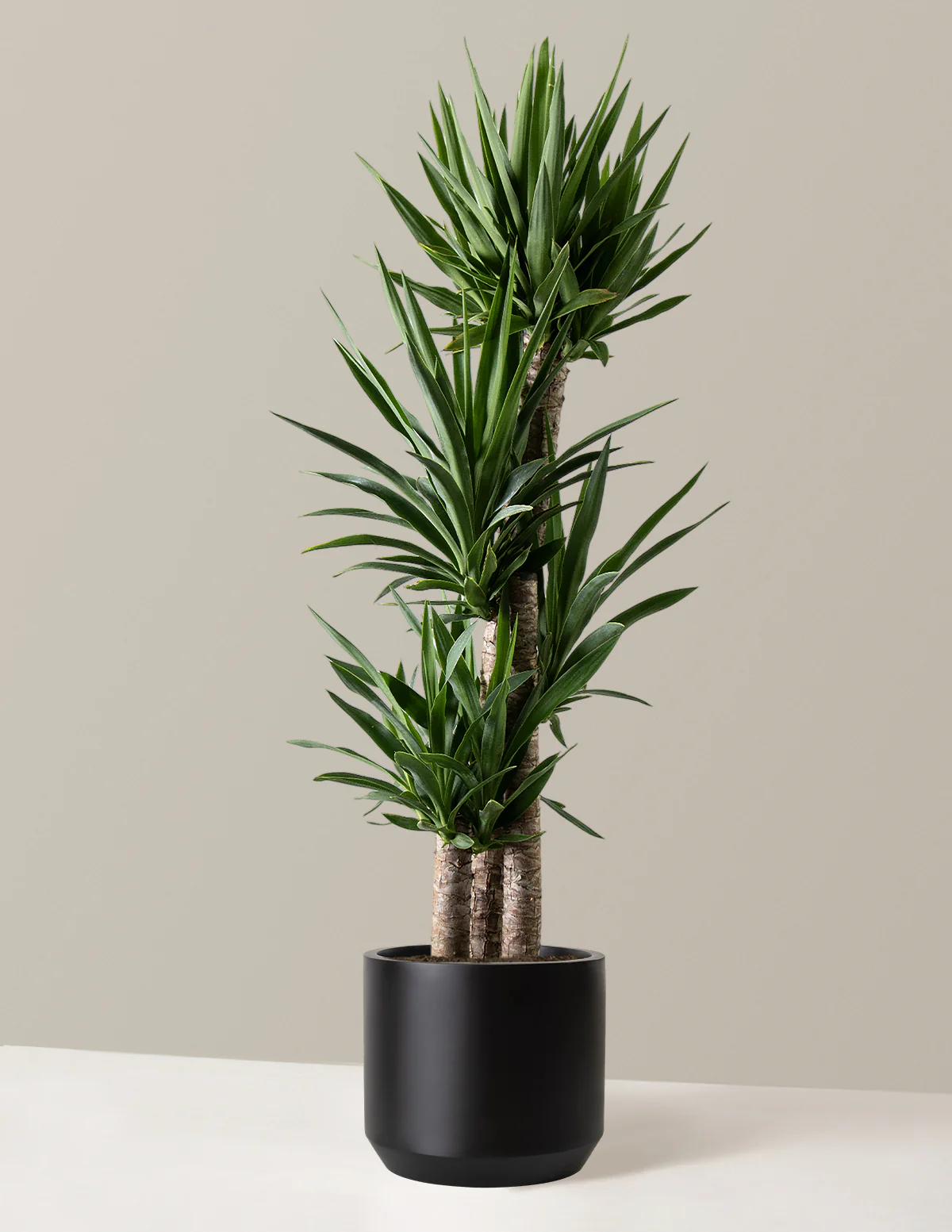 New Houseplants